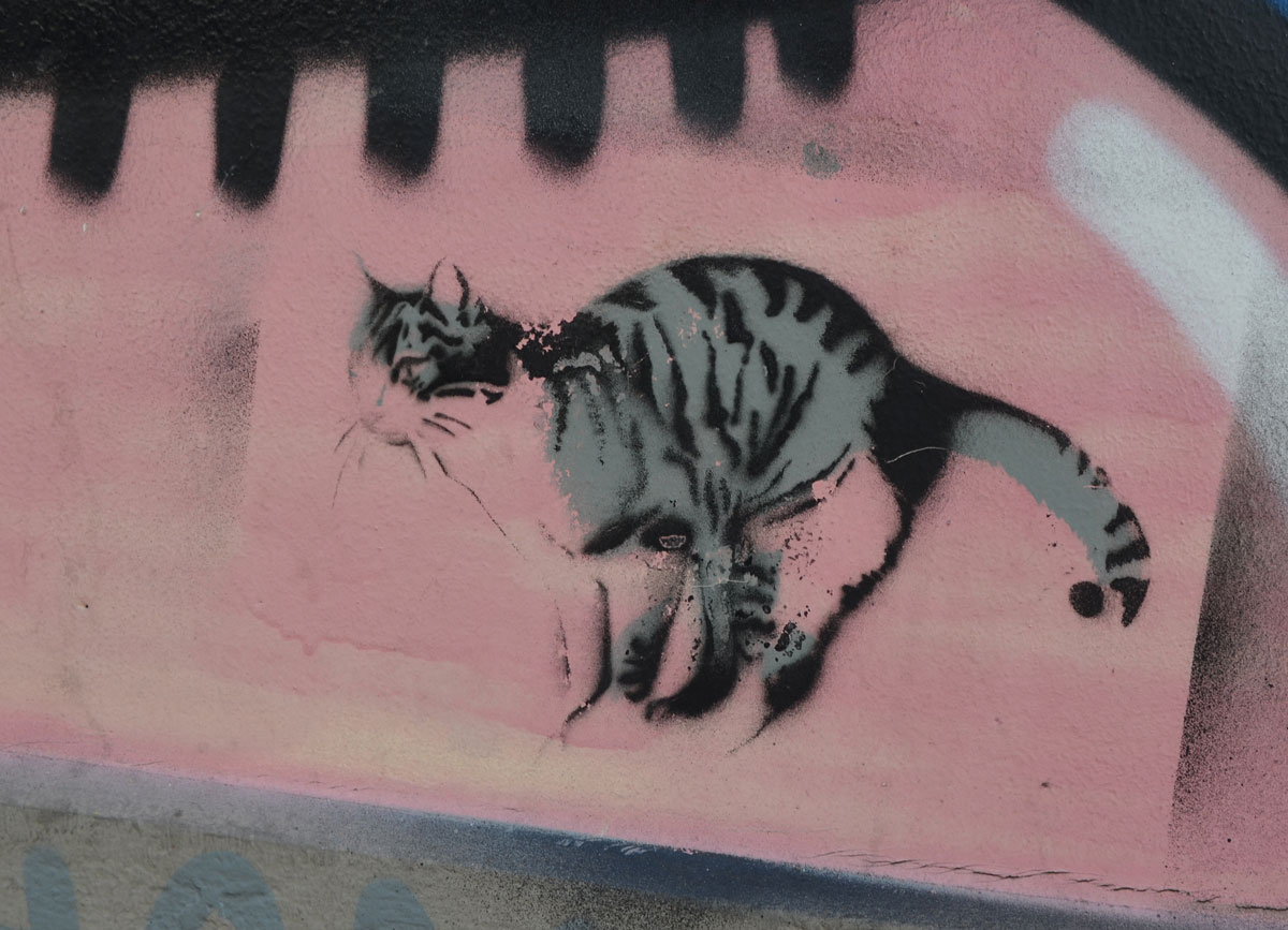 stencil of a realistic grey and black cat on a pink wall 