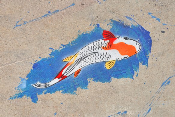 a brightly coloured fish white with spots of orange, red, and yellow, swims in a blue patch on the pavement